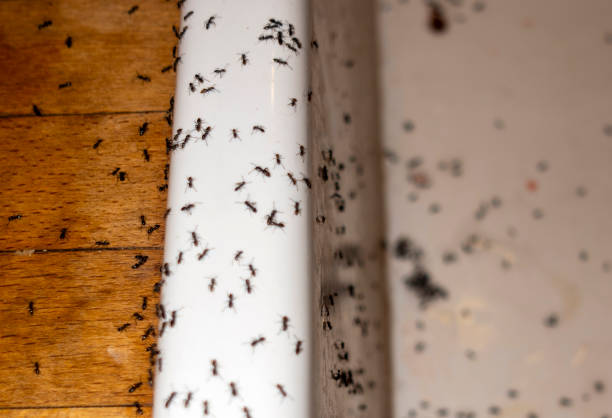 Best Bed Bug Extermination  in Liberty Triangle, FL
